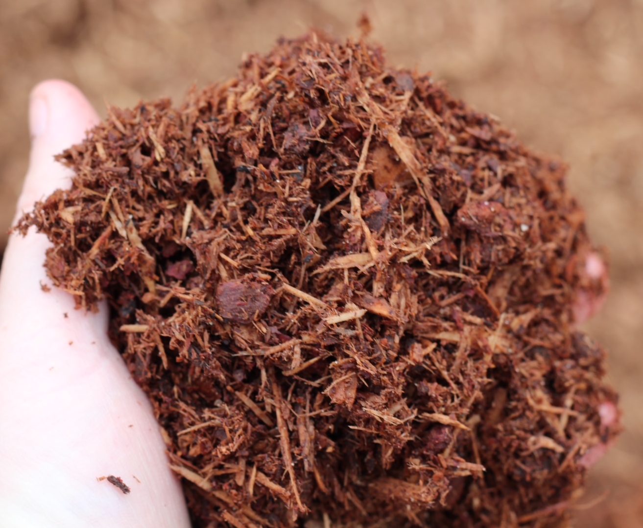 Hemlock - Image 3